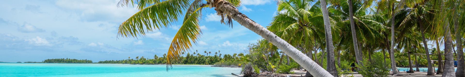 Cocotiers à Bora Bora